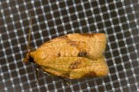 Clepsis consimilana