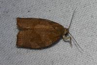 Pandemis heparana
