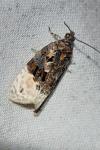 Apotomis betuletana