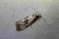 Neocochylis hybridella