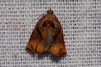 Archips podana