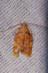 Carcina quercana