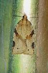 Clepsis spectrana