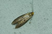 Tinea trinotella