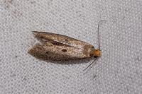 Tinea trinotella