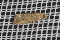 Bactra