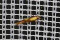 Caloptilia alchimiella