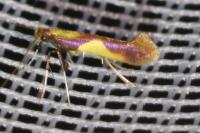 Caloptilia alchimiella
