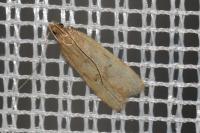 Helcystogramma lutatella