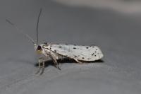 Yponomeuta
