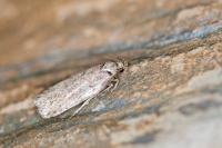 Depressaria artemisiae