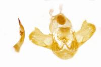 Depressaria artemisiae