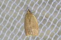 Clepsis consimilana