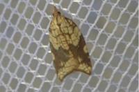 Acleris rhombana
