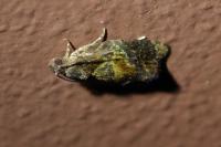 Ditula angustiorana