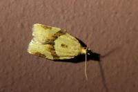 Clepsis consimilana
