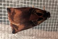 Archips podana