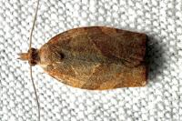 Pandemis cerasana