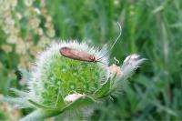 Nemophora metallica