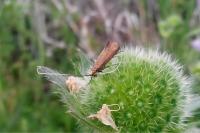 Nemophora metallica