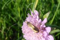 Nemophora metallica
