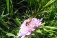 Nemophora metallica