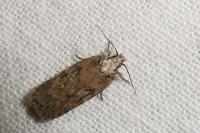 Depressaria douglasella