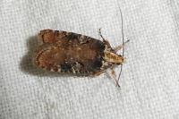 Agonopterix liturosa