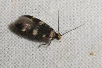 Oegoconia novimundi