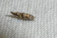 Mompha miscella