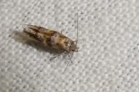 Mompha miscella
