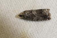 Cydia fagiglandana