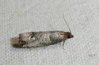 Notocelia incarnatana