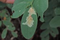 Parectopa robiniella