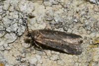 Aroga velocella
