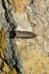 Aroga velocella