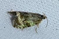 Celypha lacunana