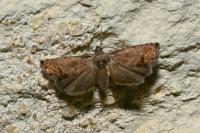 Cydia splendana
