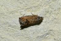 Cydia splendana