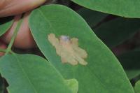 Parectopa robiniella