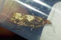 Epinotia trigonella
