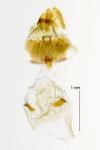 Epinotia trigonella