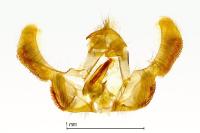 Epinotia trigonella
