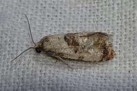 Neocochylis hybridella