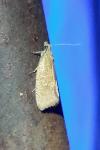 Celypha rosaceana/rufana