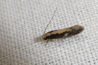 Monopis crocicapitella