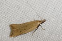 Dichomeris limosella