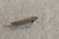 Aspilapteryx tringipennella