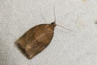 Pandemis dumetana