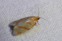 Clepsis pallidana